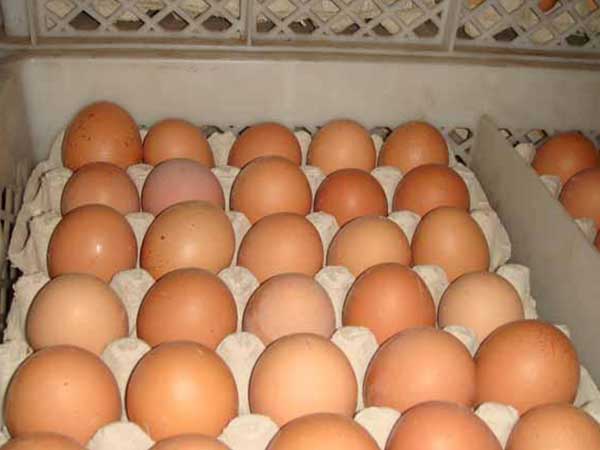 鲜山东鸡蛋的如何存放更新鲜