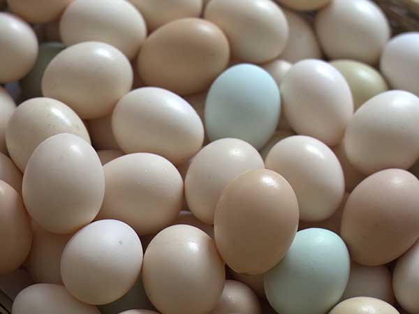 鲜鸡蛋VS山东液态蛋，原来选它更划算