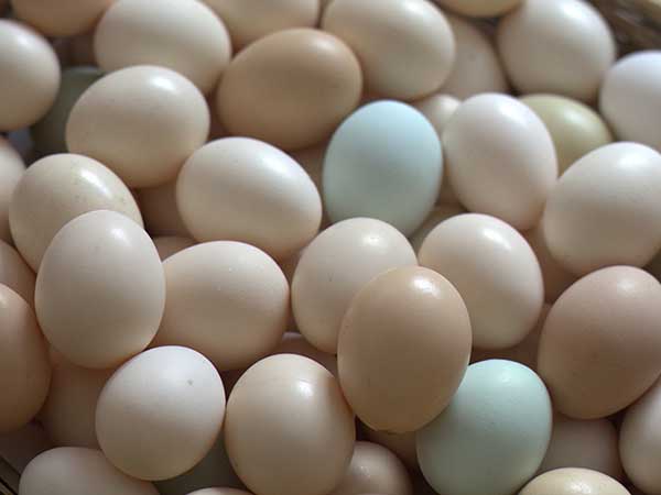 山东粉売鲜鸡蛋